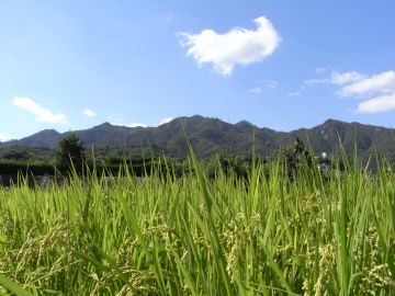 20090919_142304.jpg 20090919_142304.jpg