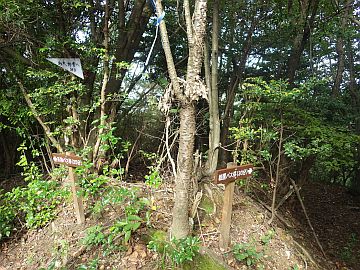 祇園バス停分岐 祇園バス停分岐