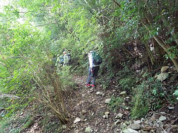 尾根縦走路までの巻道 尾根縦走路までの巻道