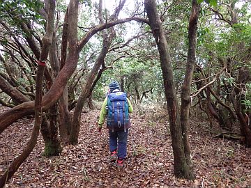 山頂部の登山道 山頂部の登山道