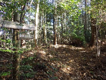 標高490m台の分岐 標高490m台の分岐