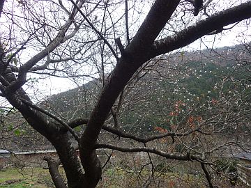 寒桜 寒桜
