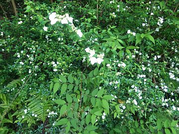 20160514-125901.jpg 20160514-125901.jpg