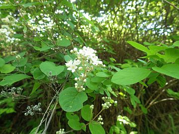 20160514-133331.jpg 20160514-133331.jpg