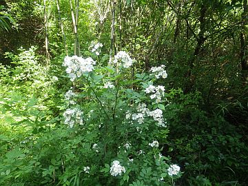 20160514-133843.jpg 20160514-133843.jpg