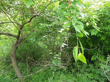 20160521-102840.jpg 20160521-102840.jpg
