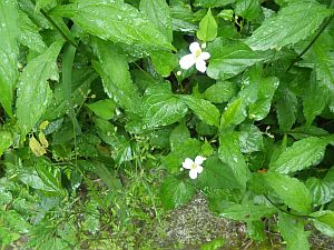 20160528-091020.jpg 20160528-091020.jpg