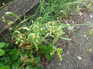 20160528-091647.jpg 20160528-091647.jpg