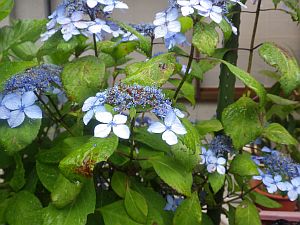 20160528-100008.jpg 20160528-100008.jpg