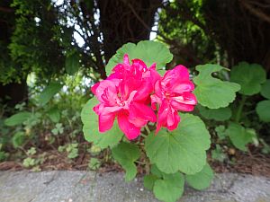 20160528-132046.jpg 20160528-132046.jpg