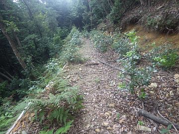 標高530m台 標高530m台